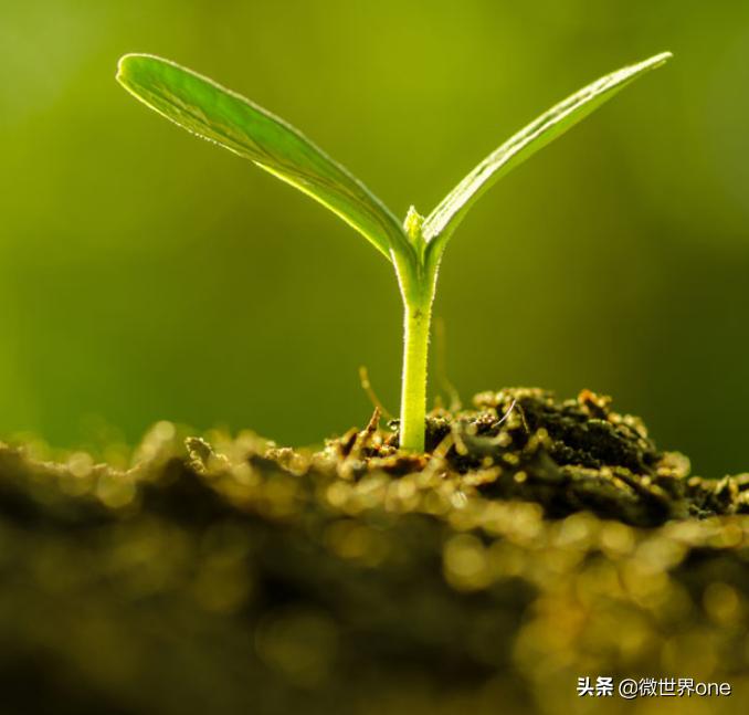 正GO网浅谈：影响网站快照不更新的六大因素