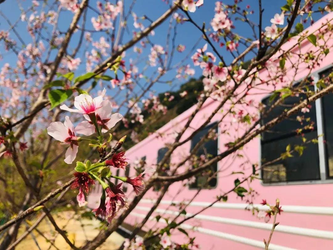 深圳樱花专列,深圳蛇口樱花列车