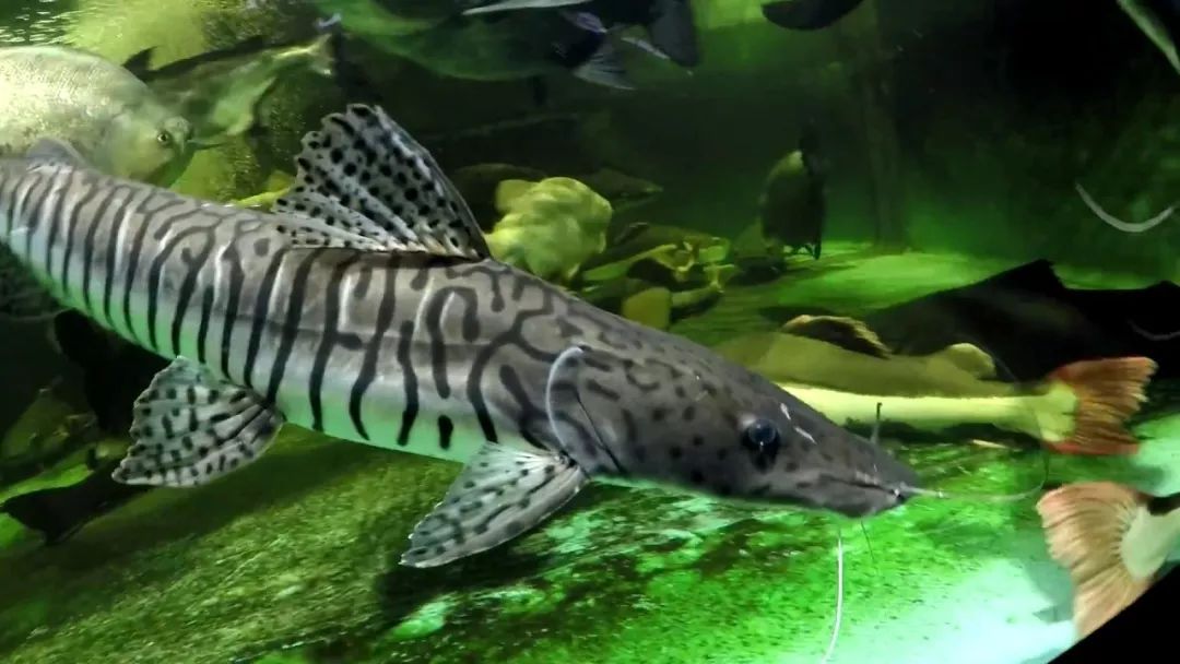 世界顶级淡水鱼大全,世界上顶级鱼类大全