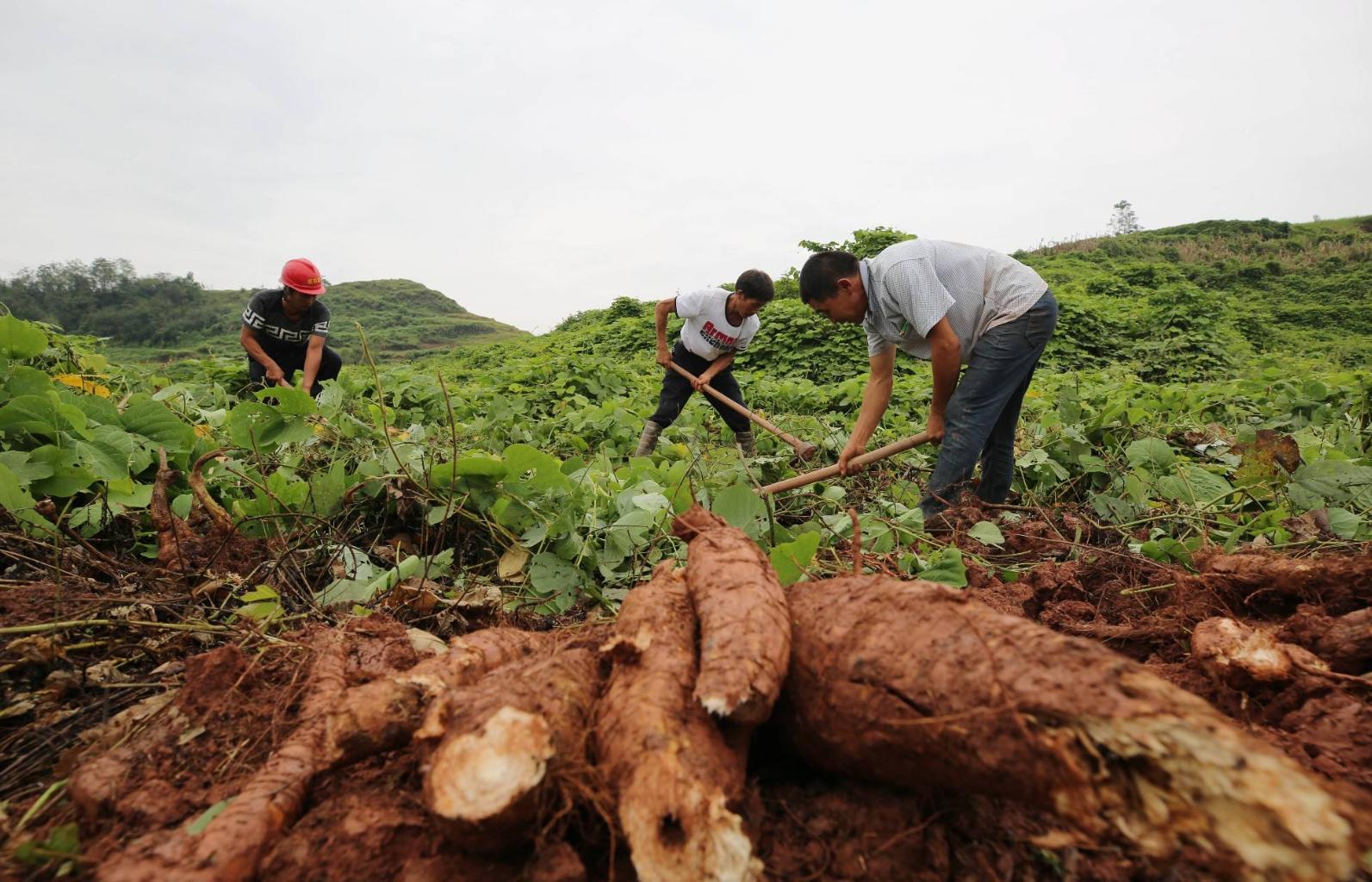 葛根在哪些国家泛滥成灾,在美国泛滥成灾的葛根