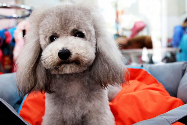 贵宾犬什么也不吃只吃狗粮,贵宾犬不吃狗粮了怎么办