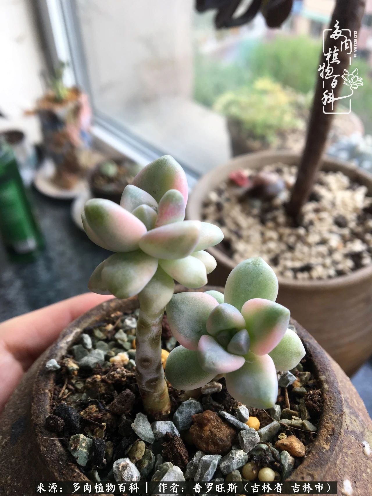 日日勤服侍，日日勤拂拭！服侍花儿，就是拂拭心灵