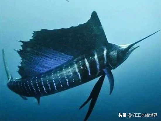 旗鱼在海洋中游动的速度可达290dm,旗鱼速度200公里