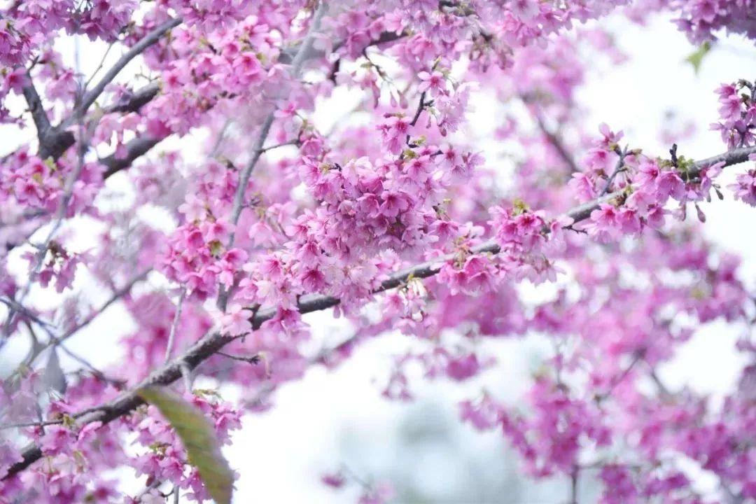 带你了解梅州,梅州介绍宣传片