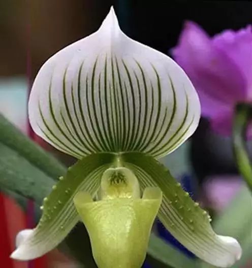 世界顶级奇花异卉,最美奇花异卉