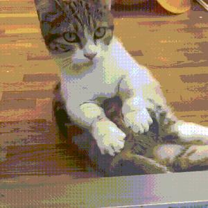 猫的叫声能看出什么,猫的声音叫你好