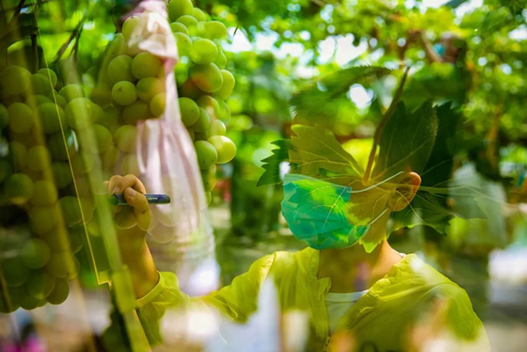 文旅资讯站|慈溪市第十六届葡萄节暨灾后复产现场会顺利举行