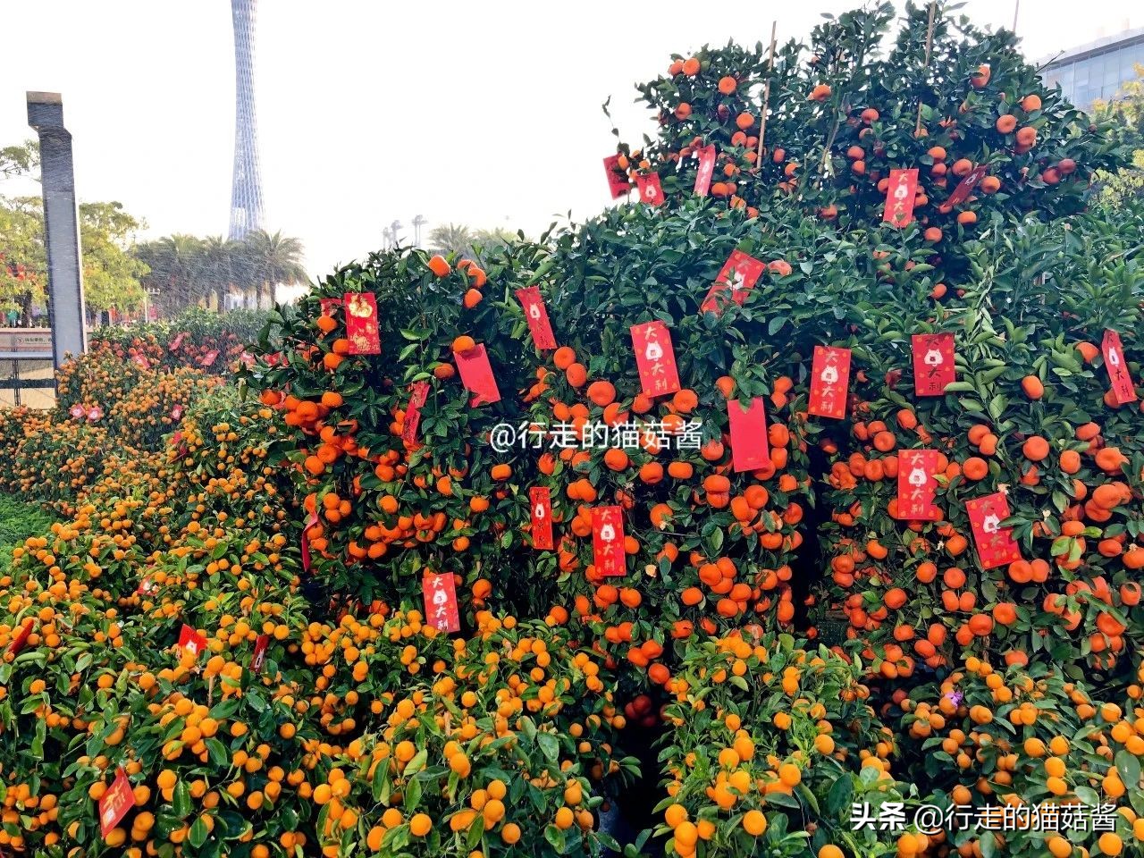 广州旅行留给我的八个印象，客观地说说自己的真实体验