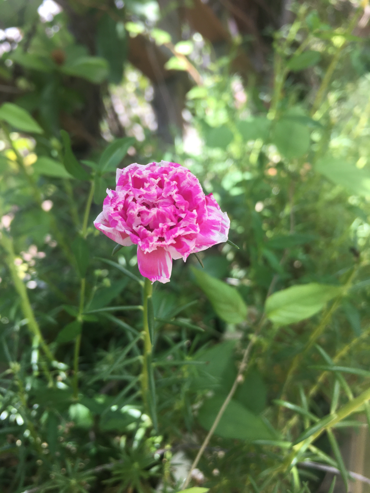 亲子英语口语每日一句,日常高频亲子口语零基础