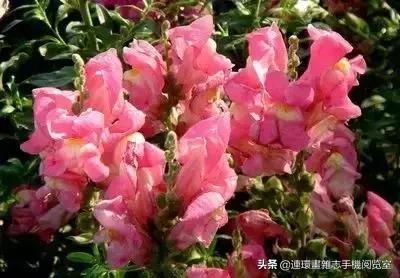 各种花的花语文案,花的花语100种