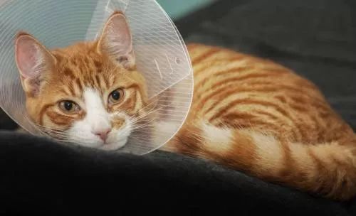 猫咪外伤用什么消毒,猫咪受了重伤如何处理