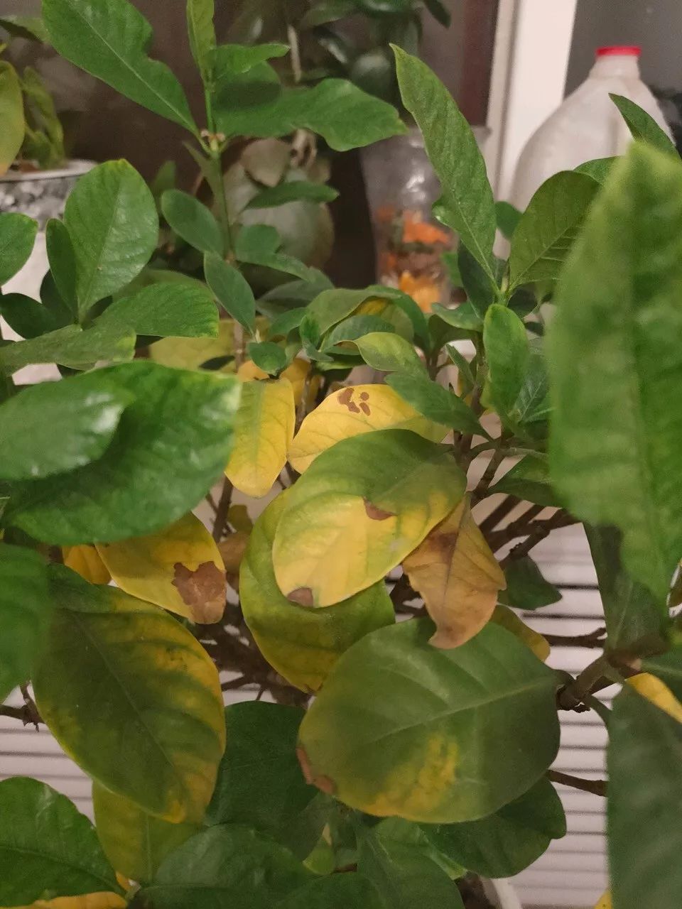 绿萝文竹总发黄1招让它绿油油,植物叶子全部发黄怎么办