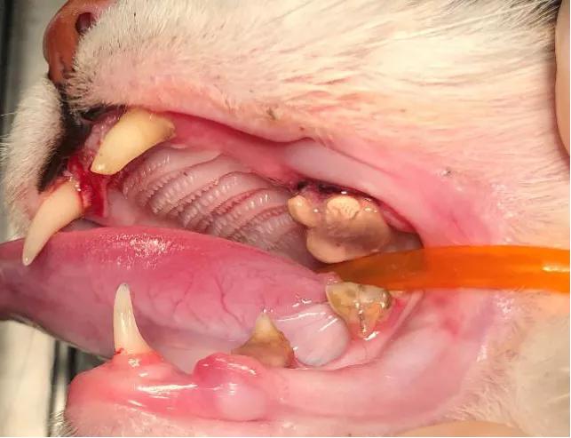 猫咪传染病科普,猫咪患了牙周炎怎么办