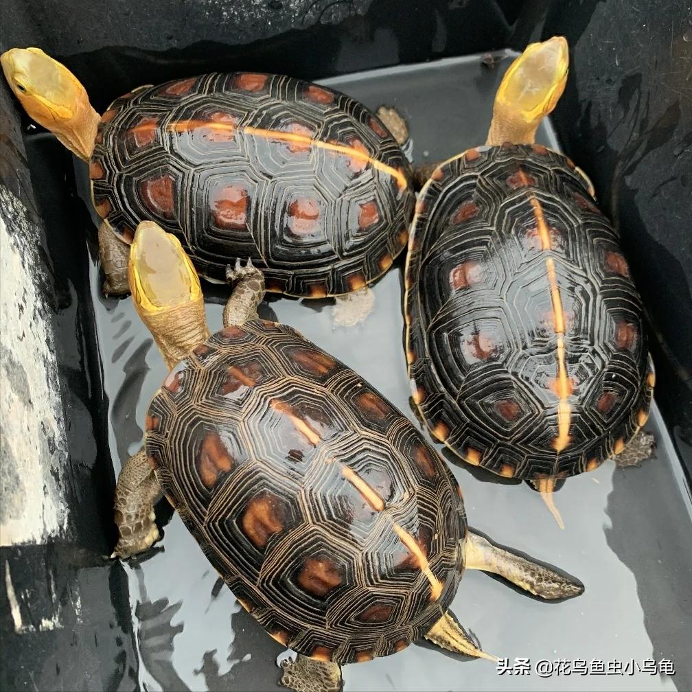 养黄缘环境能养草龟吗,养龟黄缘环境