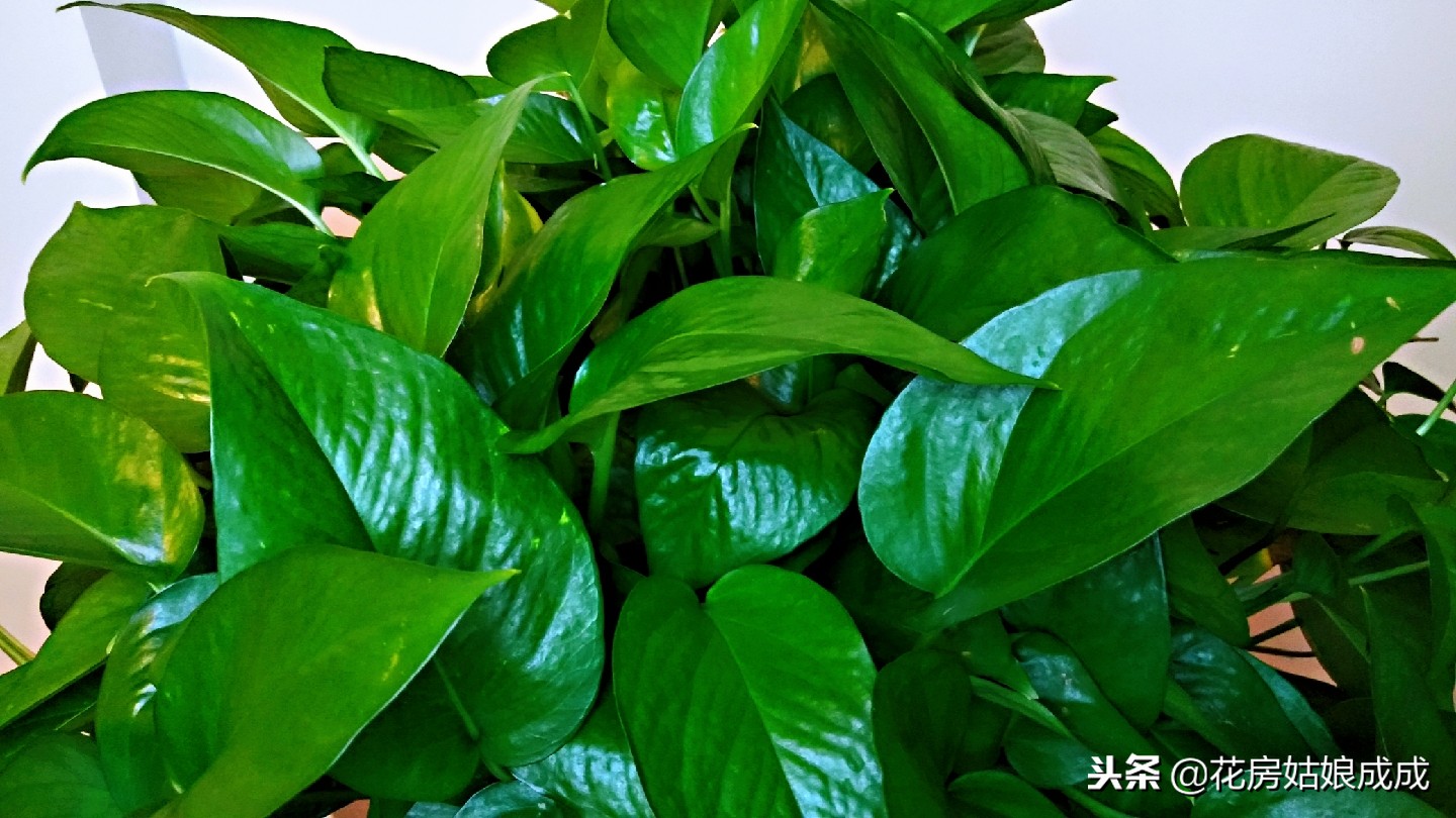 绿萝叶子稀稀拉拉,绿萝长得太长了出现黄叶怎么办