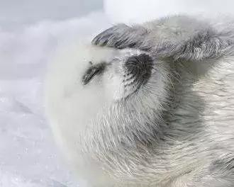 为什么国外的啤酒比国内好喝,新一代最难喝的啤酒