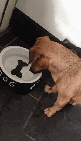 狗狗没精神一喝水就吐是什么问题,狗狗不爱喝水眼屎多