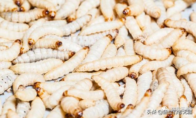 蝇蛆钓鲫鱼效果,蛆虫钓鱼用什么饵料