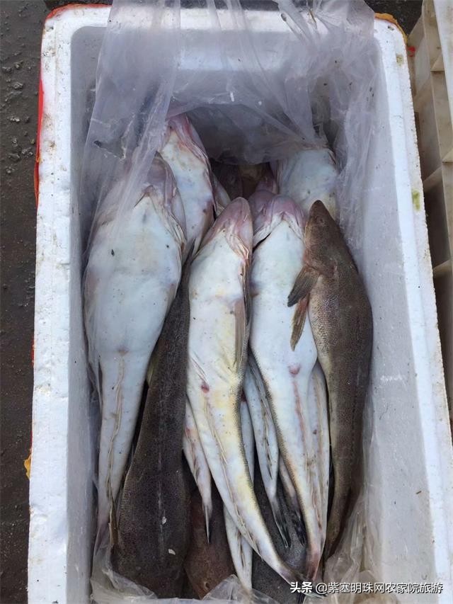 绉︾殗宀涙梾娓稿彲浠ュ嚭娴锋崟楸肩殑鍦版柟 (绉︾殗宀涚墽娴疯繙鑸啘瀹堕櫌)