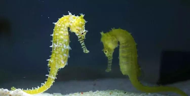 【89元】上海长风海洋世界早鸟票，抢先体验全息裸眼3D影片！