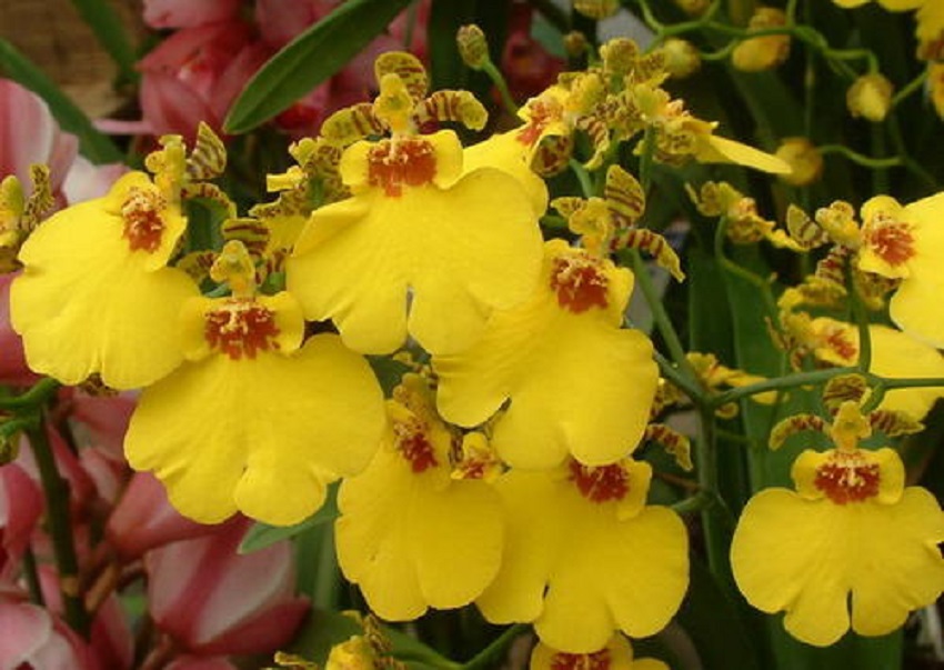 文心兰花形图片,好养易活兰花文心兰