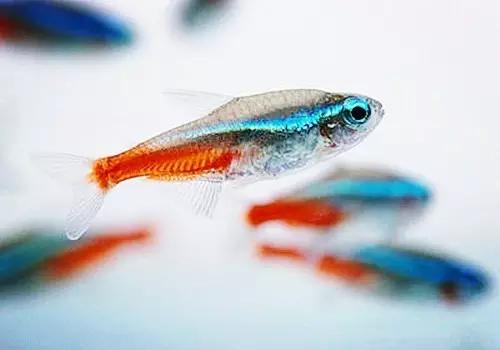 灯鱼草缸造景教程,草缸造景养什么鱼