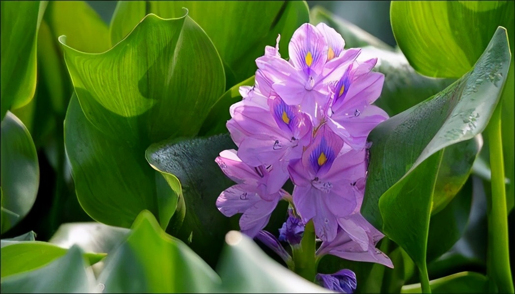 曾经大肆入侵的水葫芦,水葫芦有多可怕