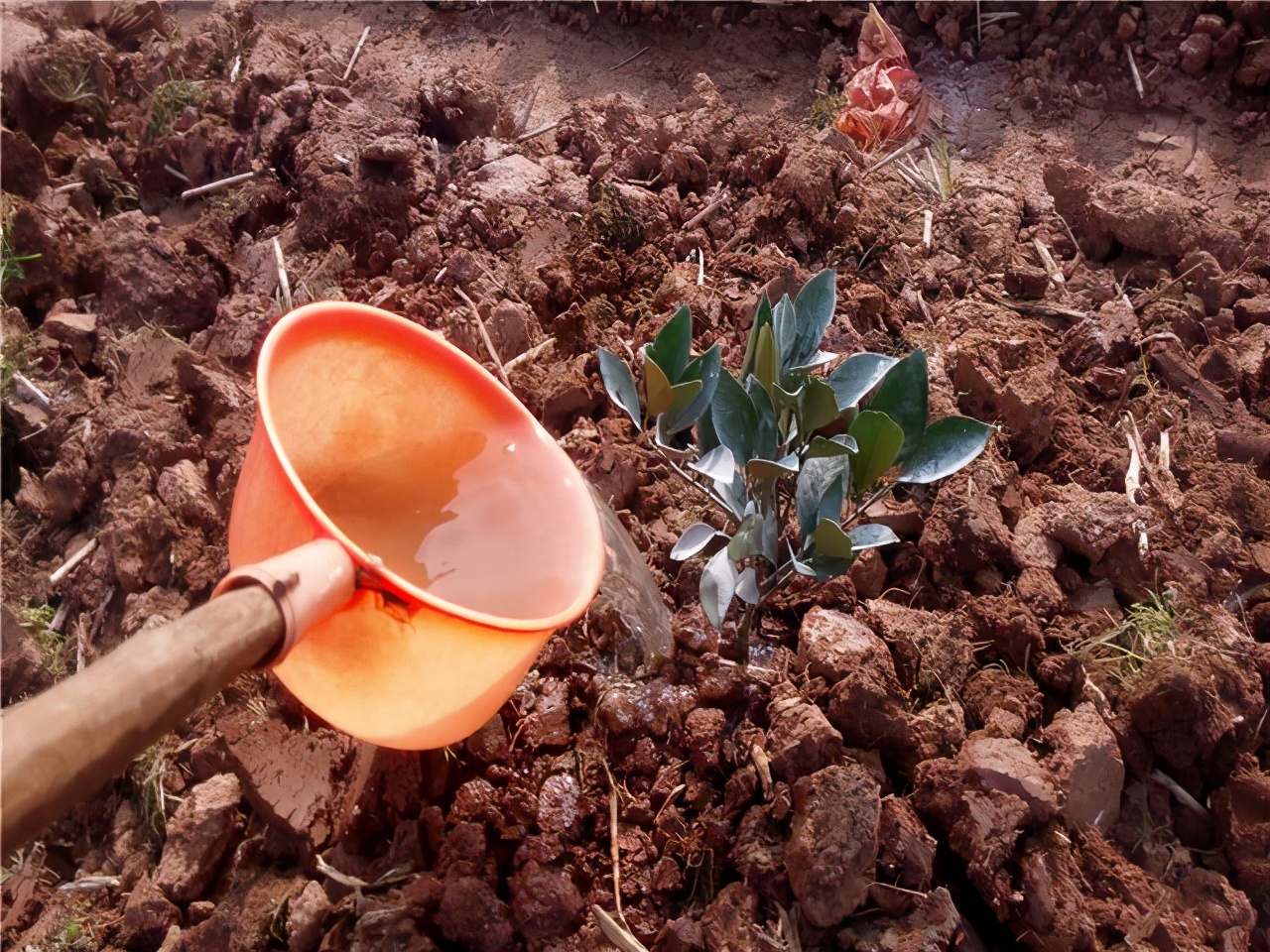 想要养好花就得配好土,想要养好每一束花