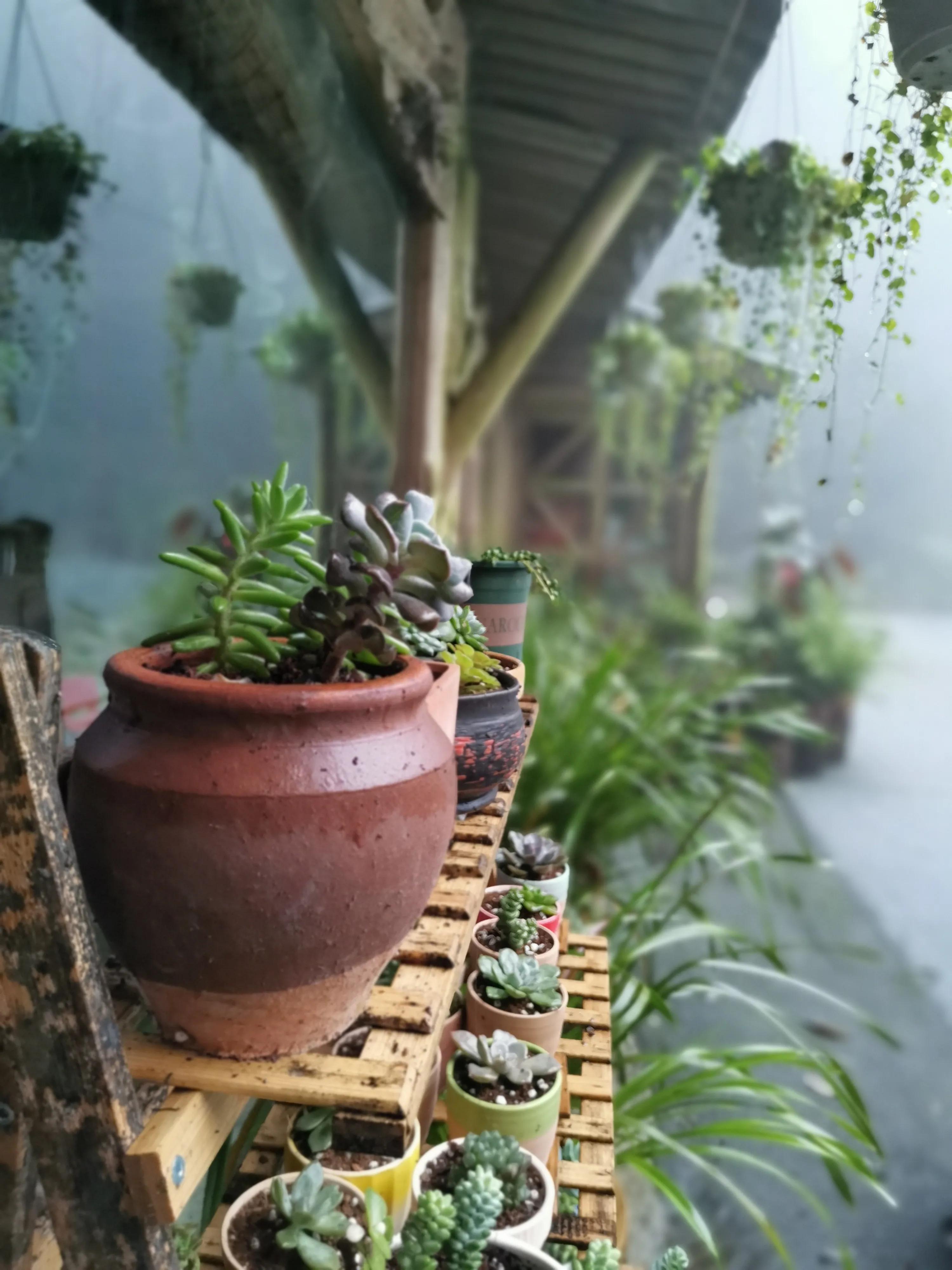 铜梁巴岳山森林木屋,巴岳山树屋