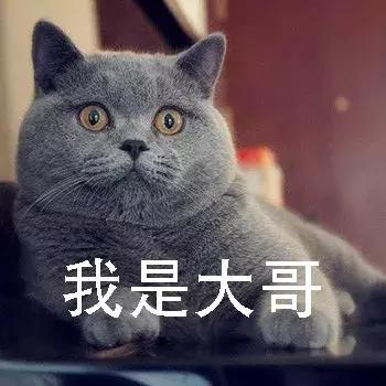 新手第1次养猫还是养狗啊,新手养猫英短银渐层喂什么猫粮
