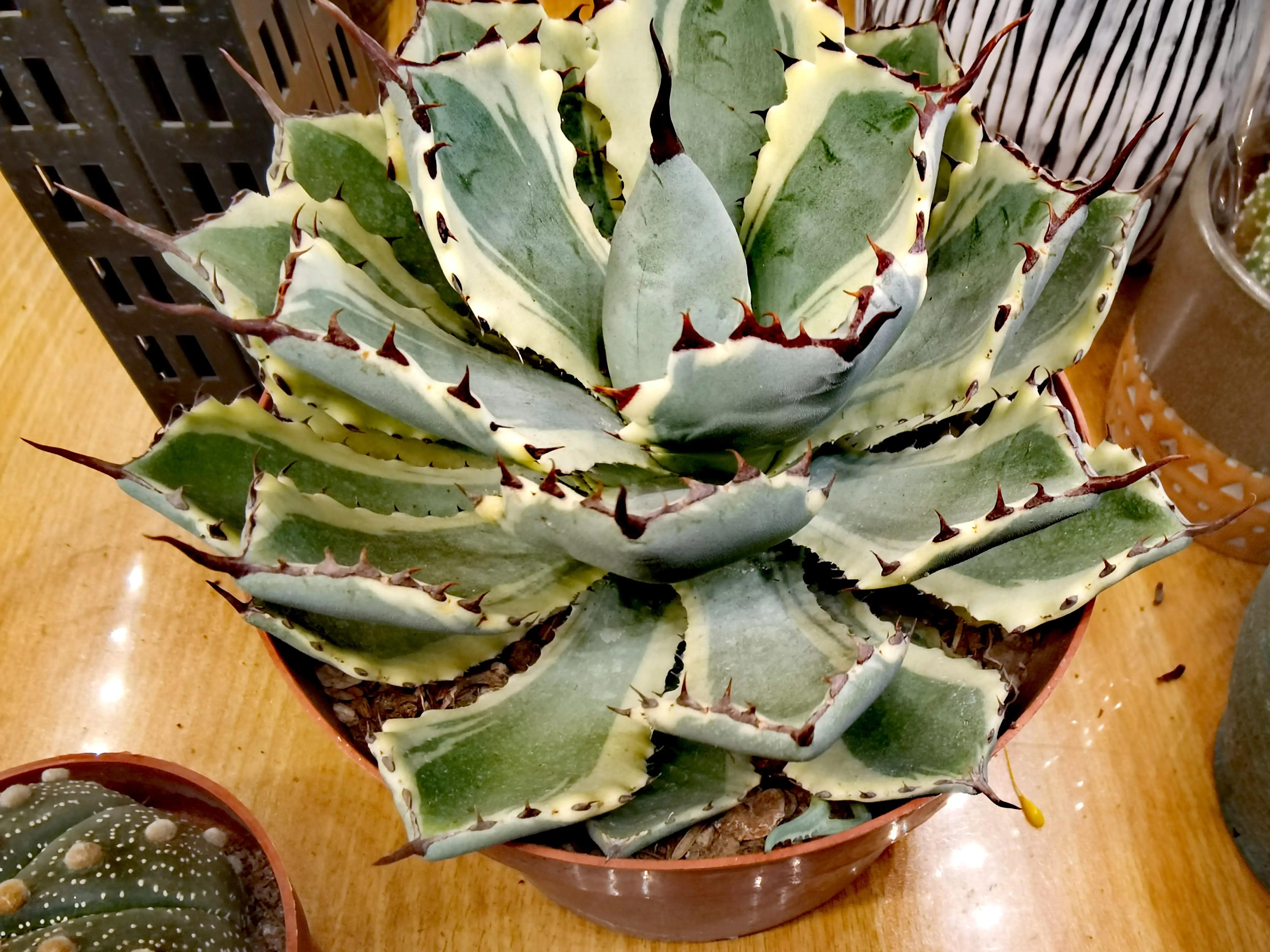 沈阳花卉市场搬哪去了,沈阳花卉市场批发各种绿植