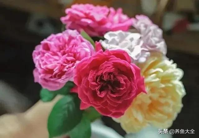 花卉盆栽的造型和修剪技术,盆栽花卉修剪方法