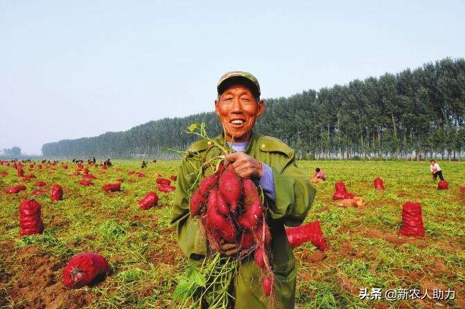 红薯象鼻虫特效药,红薯如何防止长猪儿虫