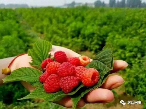 封丘带有长寿之乡的照片,封丘长寿之乡