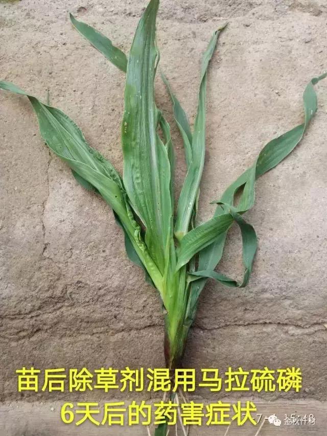 玉米苗前封闭除草剂药害表现,玉米受轻微大豆除草剂药害怎么办
