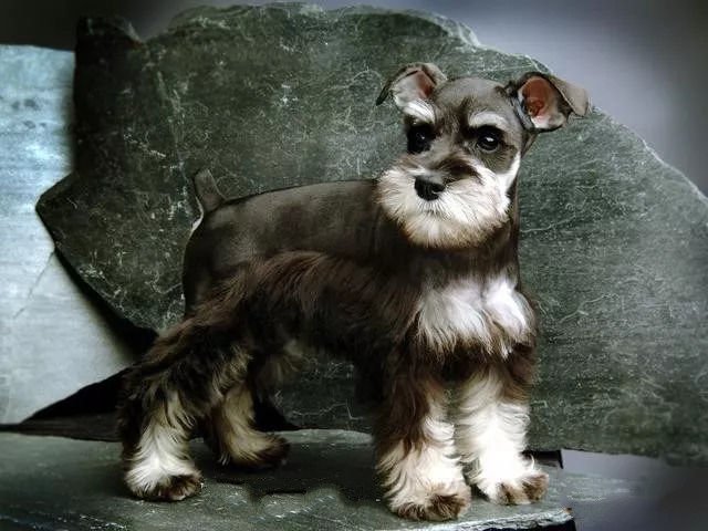 世上最漂亮的十种狗,最名贵的狗叫什么名字