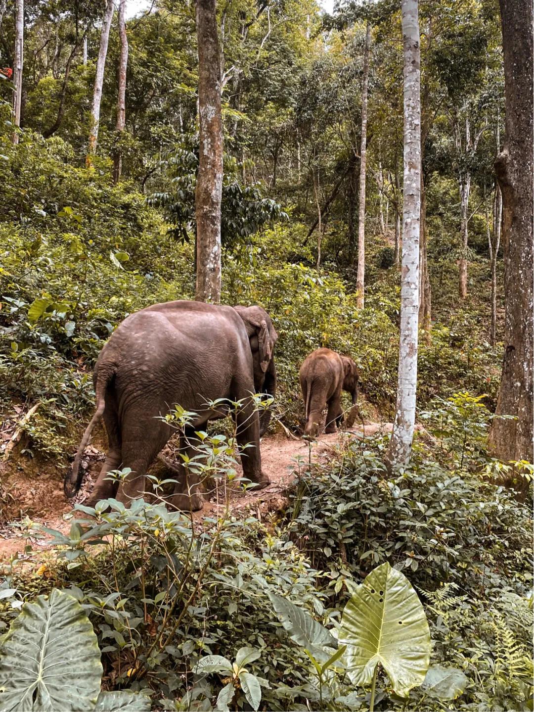 泼水节西双版纳开幕,西双版纳泼水节开幕
