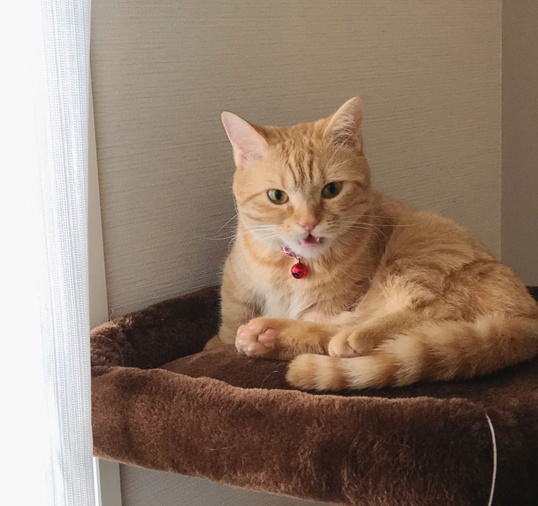 去除猫尿的洗涤方法,衣物去猫尿味最有效的方法