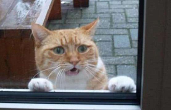 猫咪总是看窗外是什么原因呢,猫咪盯着窗外看