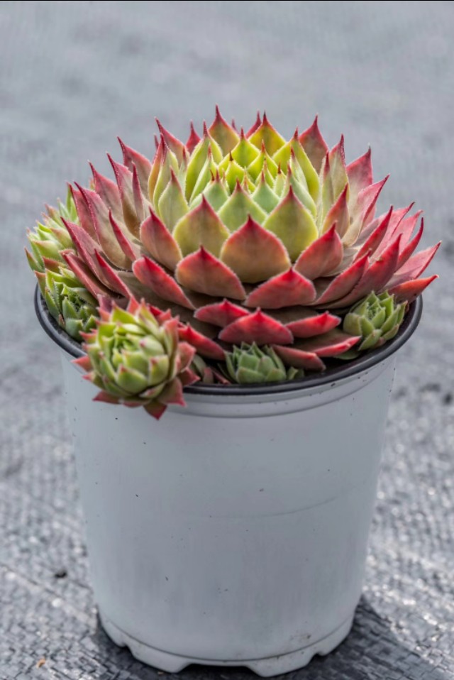 长生草观音莲怎么长侧芽,长生草多肉用什么土壤