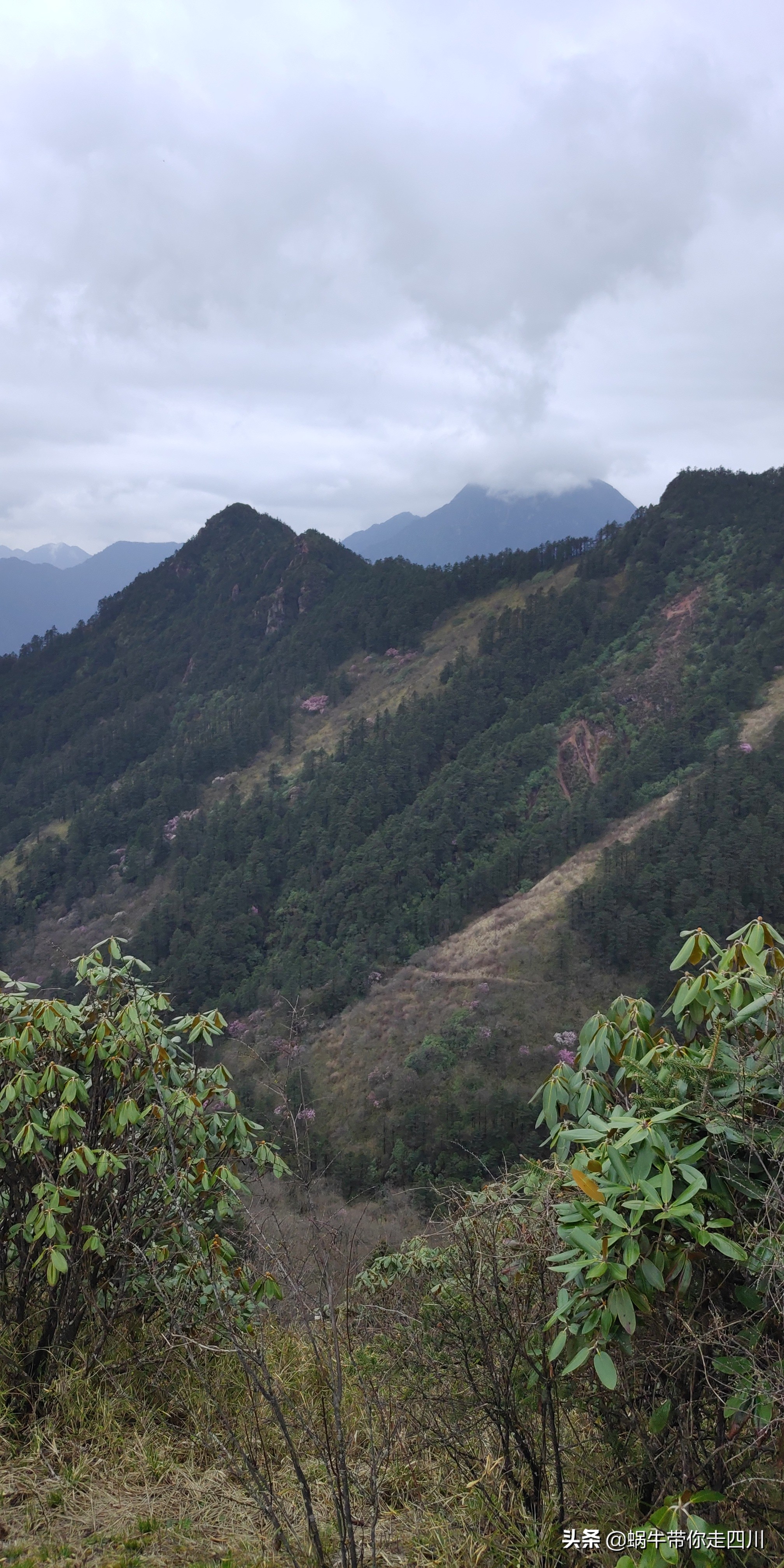 成都去西岭雪山两天一夜旅游团,成都出发雪山旅游