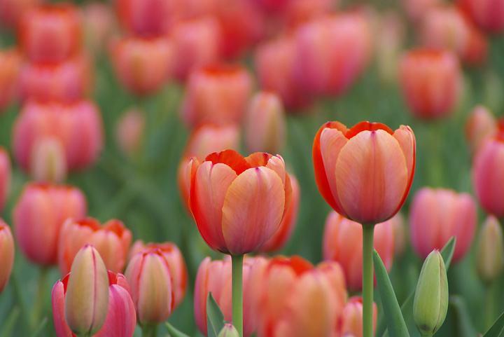种植郁金香花苞倒伏下来怎么办,想要郁金香长得高怎么办