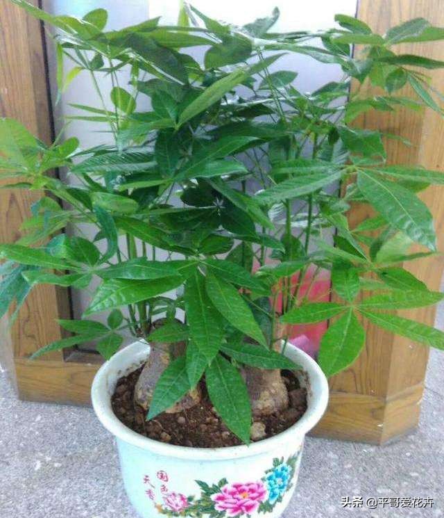 这3种花别碰,这3种花不要养