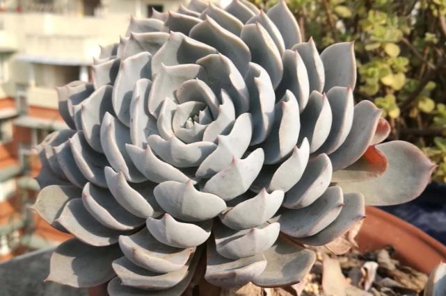 多肉蓝石莲叶片蔫蔫的是怎么回事,给蓝石莲多肉施肥施多了会怎么样