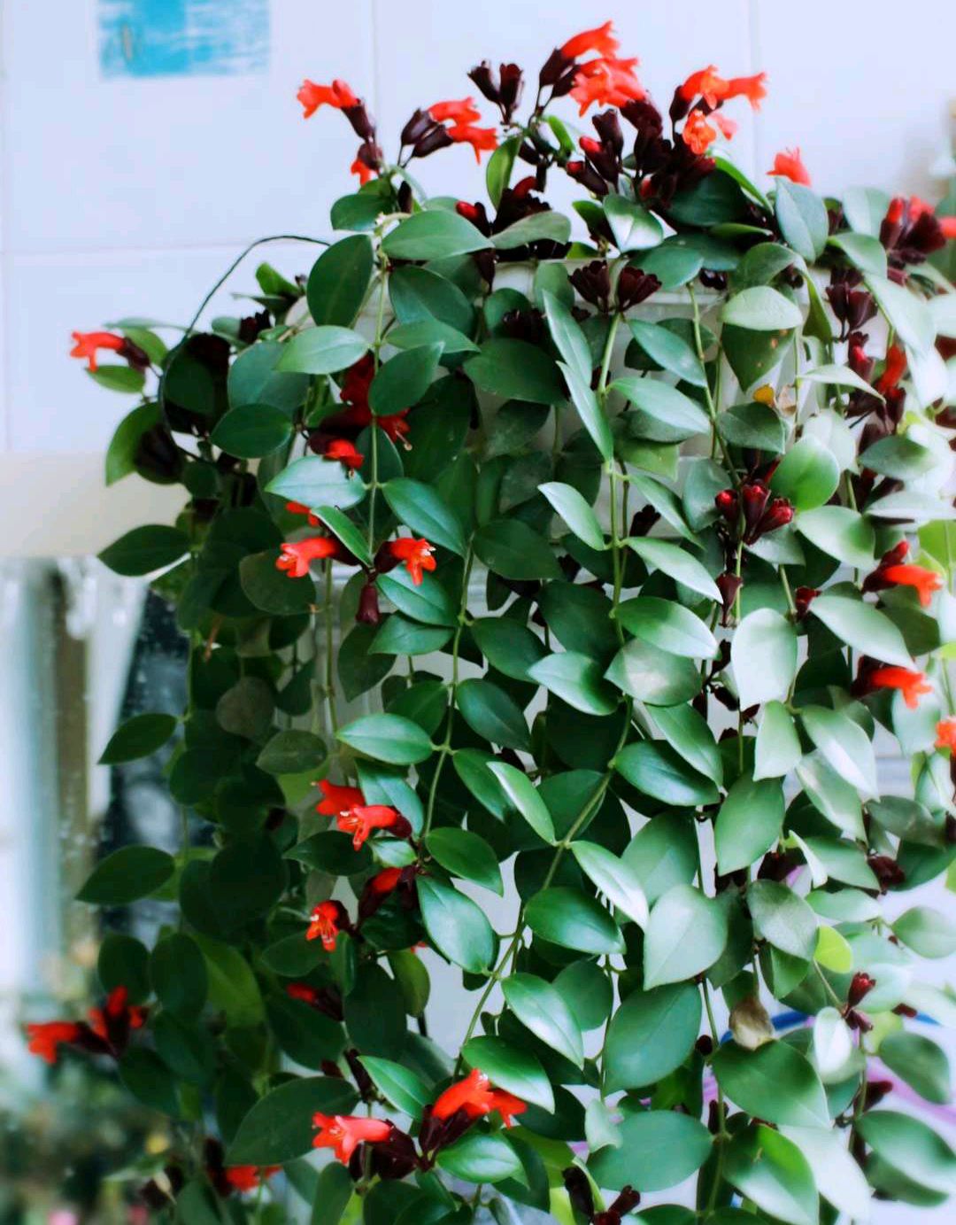 人养花一时养人一生,人养花同时花也养人