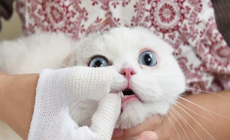 怎么判断猫咪的嘴臭不臭,猫咪的嘴巴到底多臭