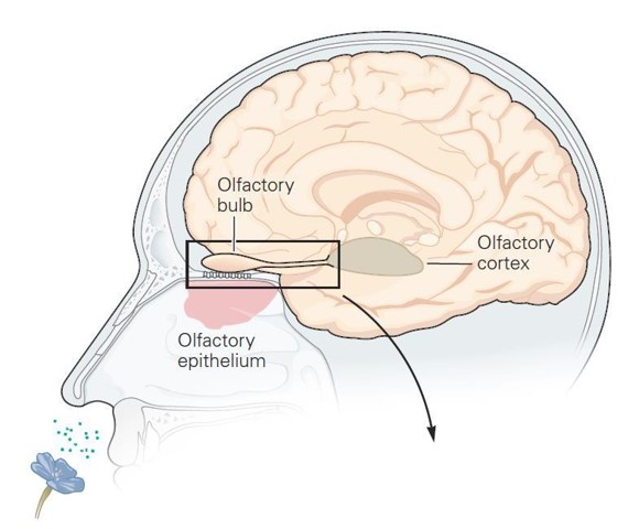 大脑皮层进化,大脑皮层和大脑高级皮层的区别