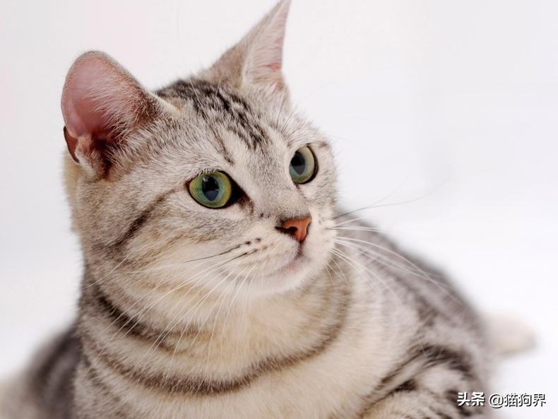 铲屎官身上的猫毛怎么处理,铲屎官怎么预防猫癣