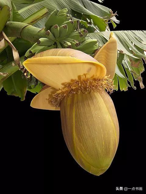 芭蕉叶画法教程,国画芭蕉画法视频