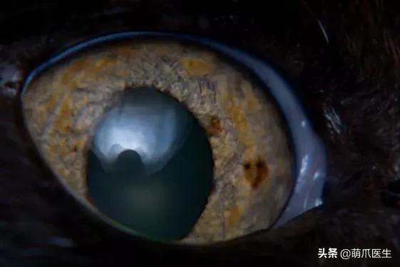 猫咪舔鼻子代表着什么,猫咪舔鼻子是什么原因